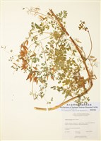 藏品(荷包藤)的圖片